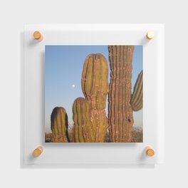 Mexico Photography - Cactuses In The Late Night Evening Floating Acrylic Print