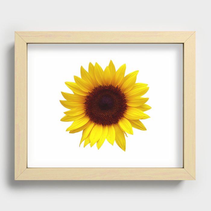 Fresh Sunflower Recessed Framed Print