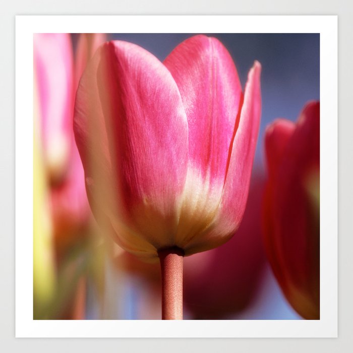 Pink Tulip IV Art Print