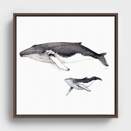North Atlantic Humpback whale with calf Framed Canvas
