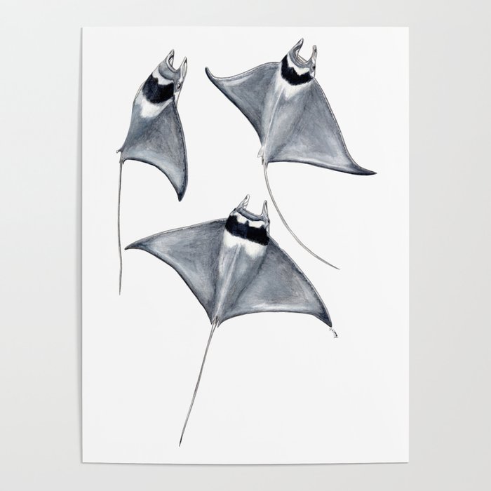 Devil fish Manta ray Mobula mobular Poster