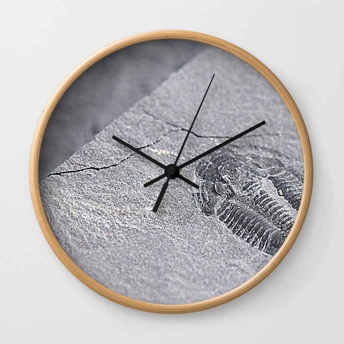 Utah - Trilobite Fossil Slab Wall Clock