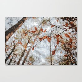 Fall Leaves Canvas Print