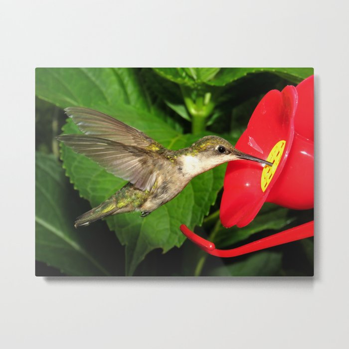 Hovering hummingbird 27 Metal Print