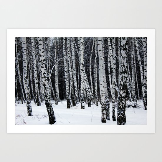 Birch Trees Art Print