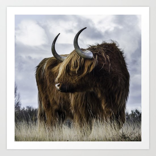 Highland Cow Art Print