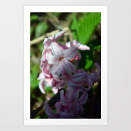 Hyacinth (Hyacinthus) Flower Art Print