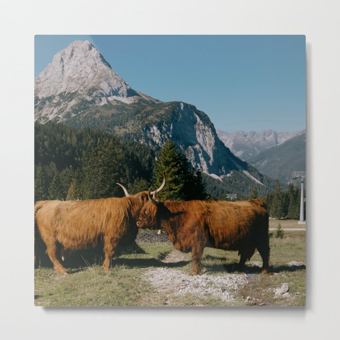 Scottish Highland Cow | Scottish Cattle | Cute Cow | Scottish Cow | Cute Cattle 04 Metal Print