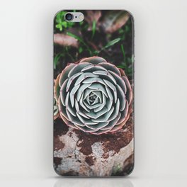 Succulents set in stone iPhone Skin