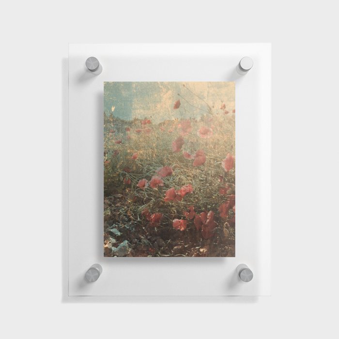 Faded vintage California poppies blooming summer field Floating Acrylic Print