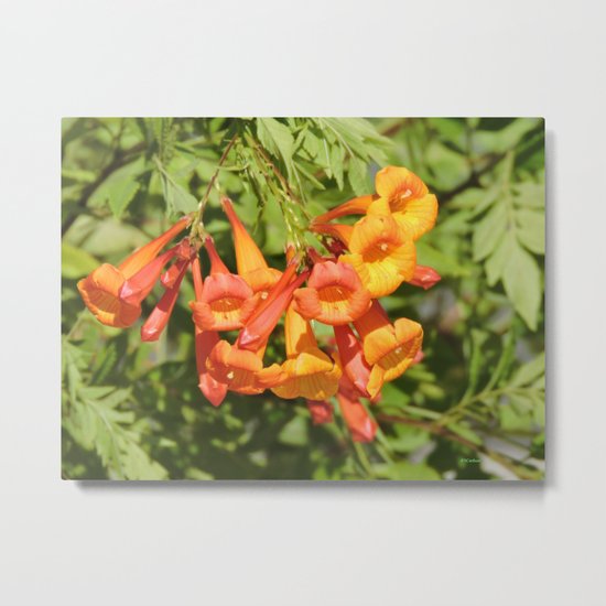 Natural Brass Blowing in the Breeze Metal Print