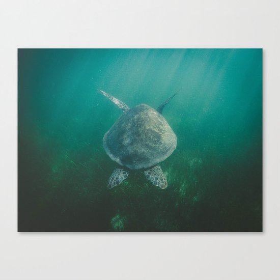 Turtle Canvas Print