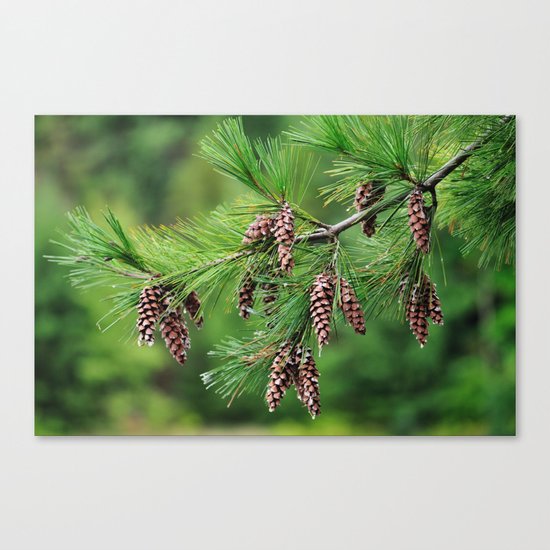 Pine cones Canvas Print