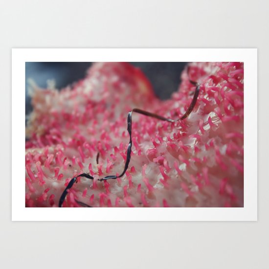 pink algae Art Print