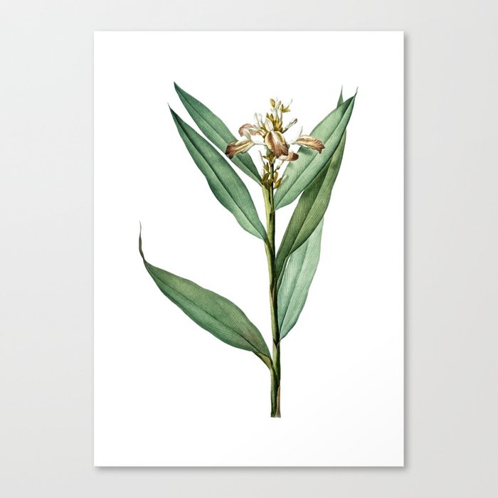 Vintage Globba Erecta Botanical Illustration on Pure White Canvas Print