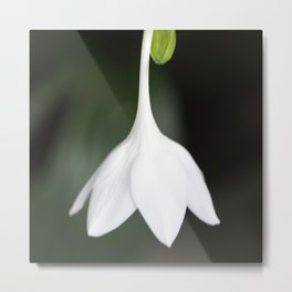 Amazon Lily From Bud To Bloom Metal Print