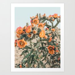Orange Flowering Cactus Art Print