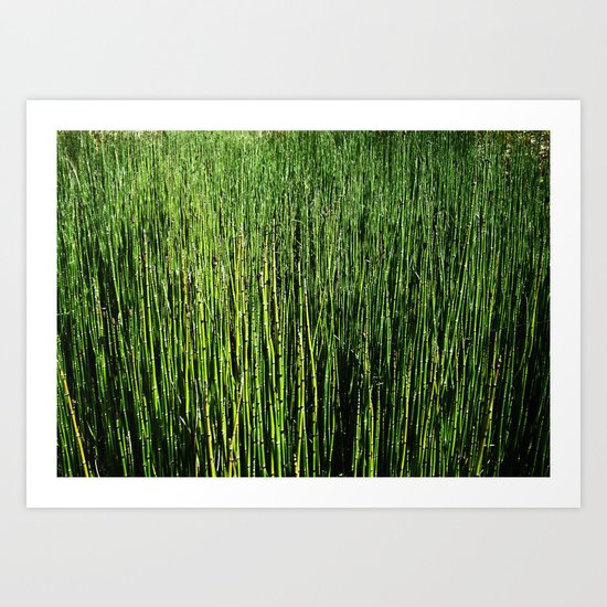 Wallgrass Art Print