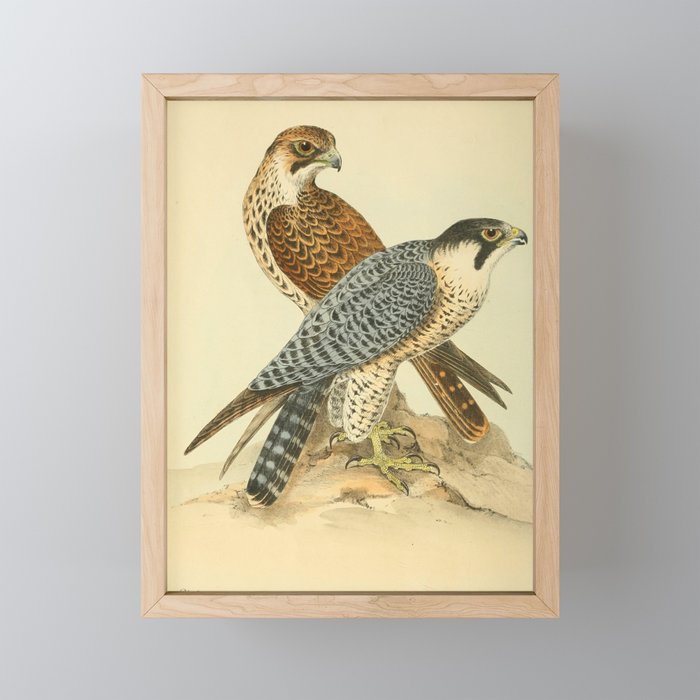 Peregrine Falcon by Henry Leonard Meyer, 1853 (benefitting The Nature Conservancy) Framed Mini Art Print