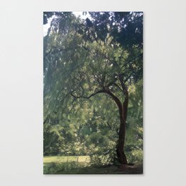 Under the Trees Canvas Print