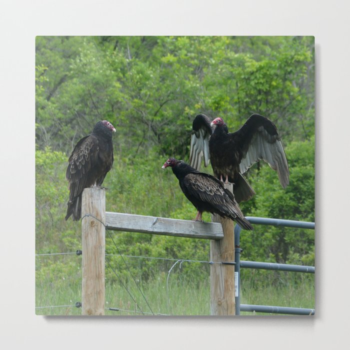 Turkey Vultures Metal Print