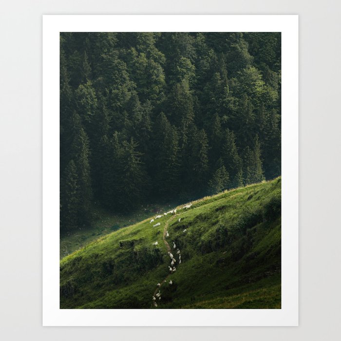 Sheep Trail in a Forest during a calm morning Art Print