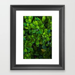 Green leaf coastal plant with white flowers in bloom.  Close up vertical image. Framed Art Print