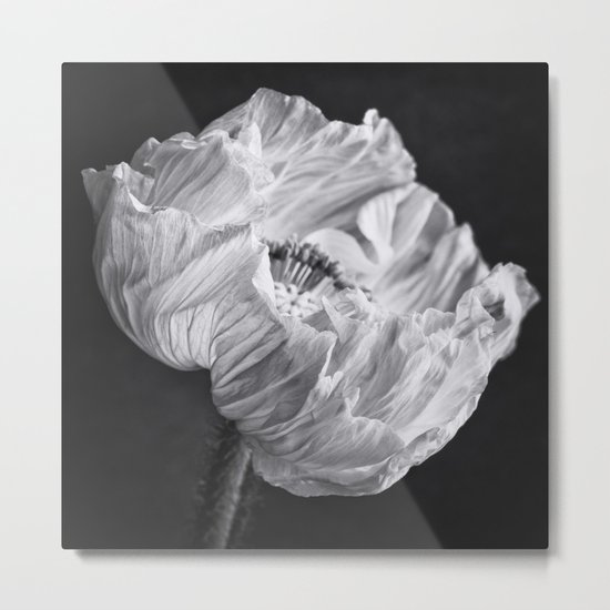 Poppy Metal Print