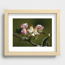 Wilting Apple Blossom Recessed Framed Print