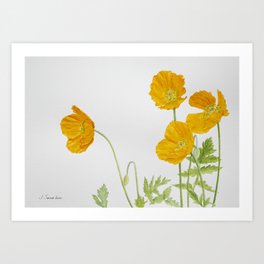 Yellow Welsh Poppies Art Print