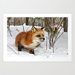 Fox in the Forest Art Print