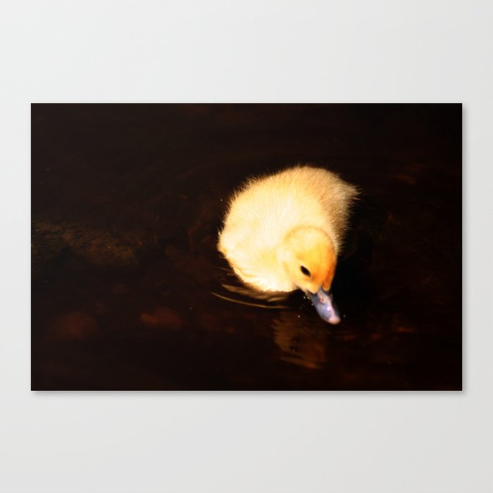 Baby Duckling Swimming Canvas Print
