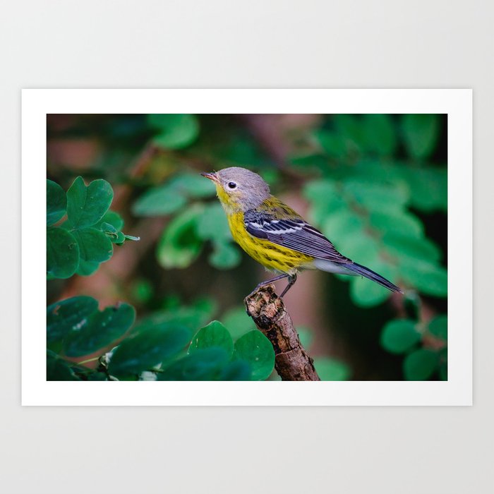 Lovely Magnolia Warbler. Bird Photograph Art Print