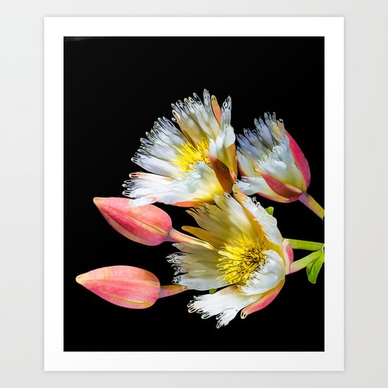 Bold and Wild Flowers Art Print