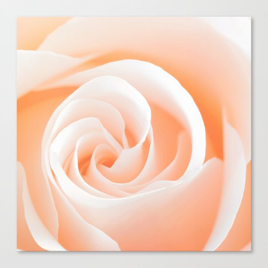 Rose´s heart I- Beautiful roses flower in pink Canvas Print