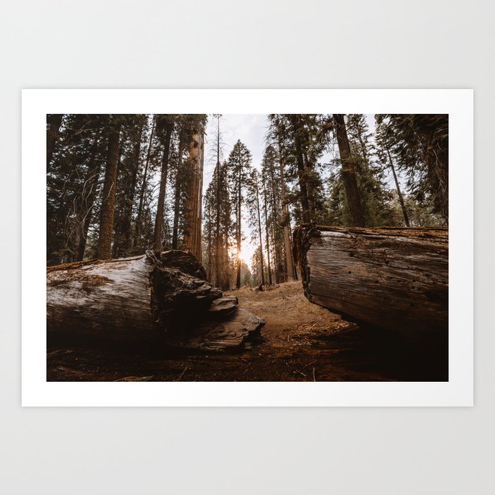Light Between Fallen Sequoias Art Print