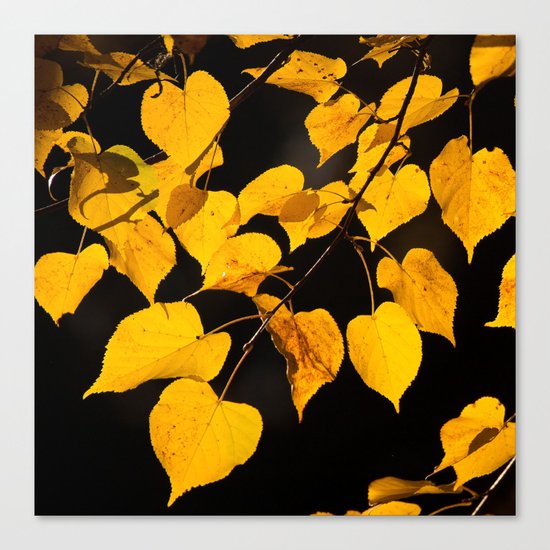 Autumn Foliage Canvas Print