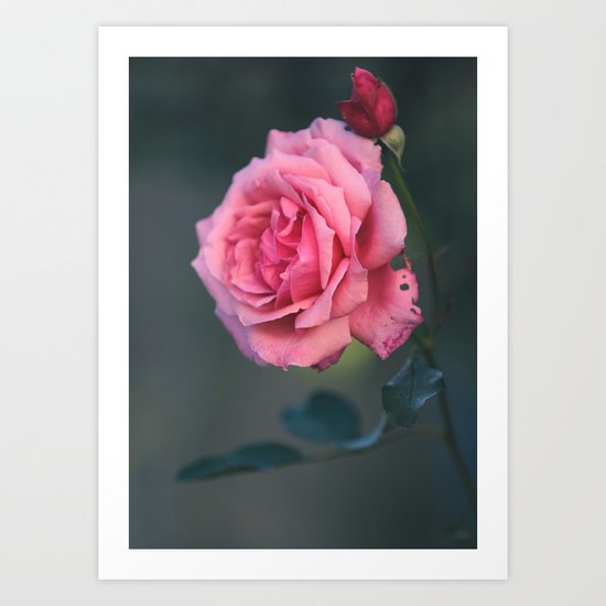 Rose - Pink Beauty Art Print