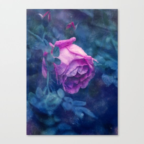 Blooming rose Canvas Print