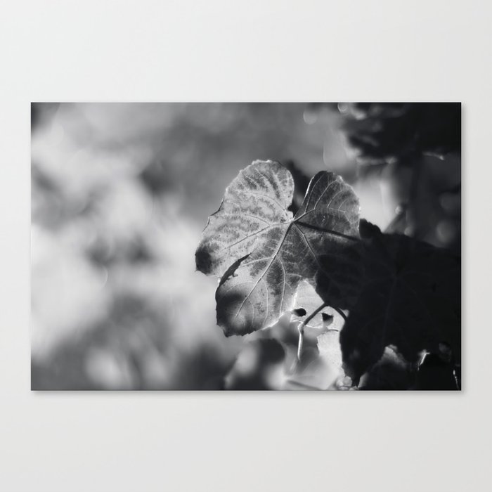 Autumn Grape Leaf in Black and White Canvas Print