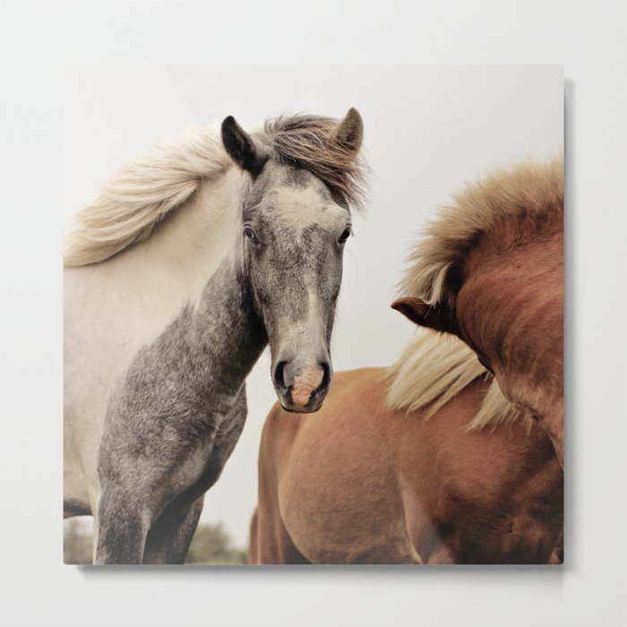Icelandic horse Metal Print
