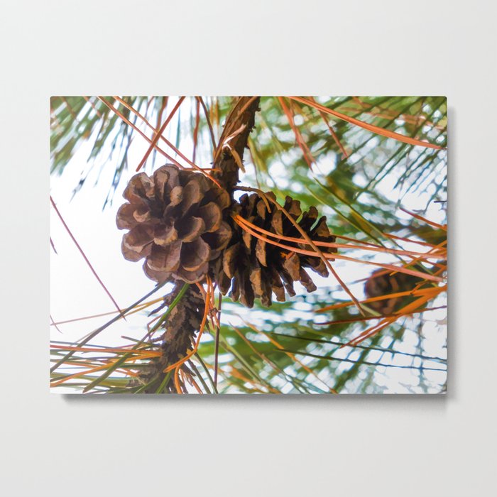 Pine Cone on a Pine Tree Metal Print