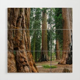Sequoia Trees, McKinley Grove, California Wood Wall Art