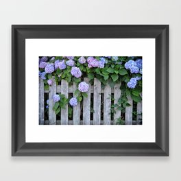 Hydrangea Fence in Cape Cod Framed Art Print