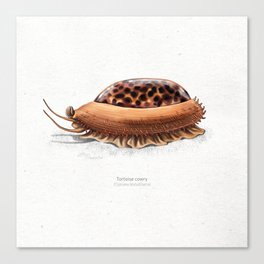 Tortoise cowry scientific illustration art print Canvas Print