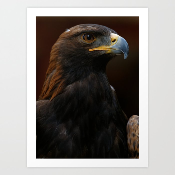 Golden Eagle Predator Raptor Eagle Eagle Photography Eagle Art Art Print By Sueharper