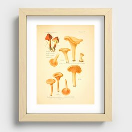 Chanterelle mushrooms (Cantharellus cibarius) from "Atlas des Champignons Comestibles et Vénéneux," 1891 (benefitting The Nature Conservancy) Recessed Framed Print