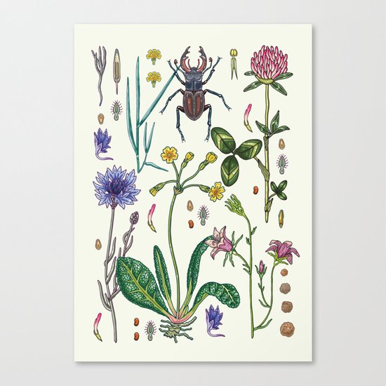 Midsummer Canvas Print