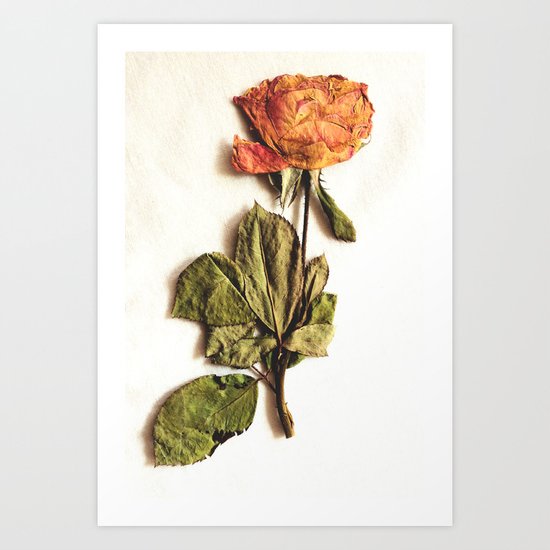 Rose Art Print