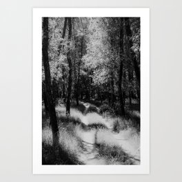 The Road Not Taken; forest road shadow landscape black and white photograph - photography - nature photographs Art Print